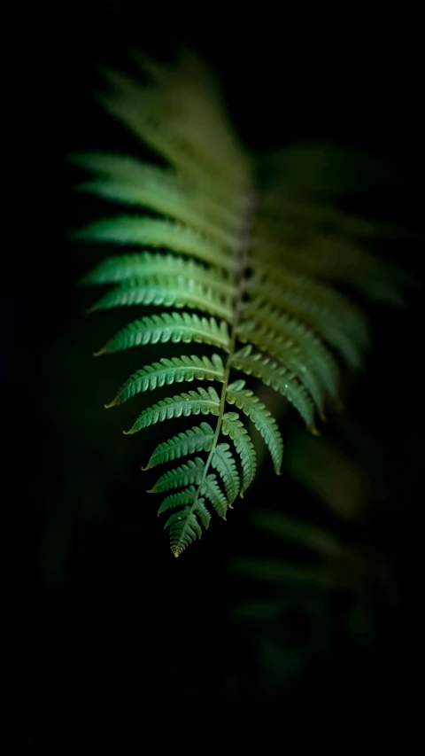 a close up of a fern leaf on a black background, an album cover, by Adam Chmielowski, pexels, new zealand, mint, tall, adventure