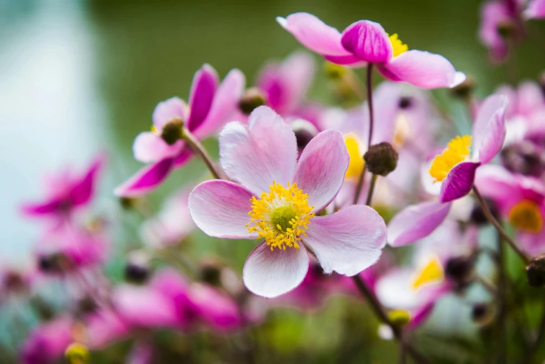 a bunch of pink flowers sitting on top of a lush green field, by Sven Erixson, unsplash, anemones, pink and yellow, close-up photo, winter vibrancy