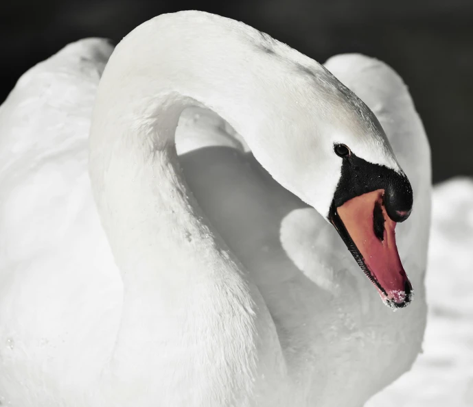 a white swan with its mouth open in the snow, pexels contest winner, romanticism, 🦩🪐🐞👩🏻🦳, clean and pristine design, high contrast hyperrealism 8k, taken in the late 2010s
