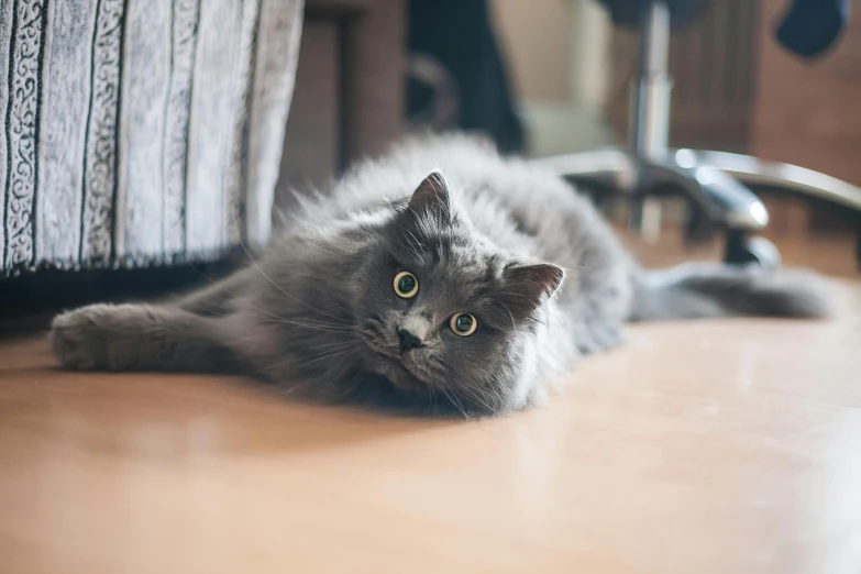 a gray cat laying on the floor next to a chair, pexels contest winner, furry art, fluffy green belly, wide eyed, in an action pose, soft vinyl