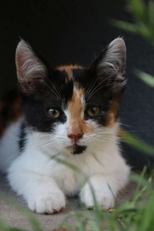 a cat that is laying down in the grass, sitting on a leaf, avatar image, kitten puppy teddy mix, multi - coloured