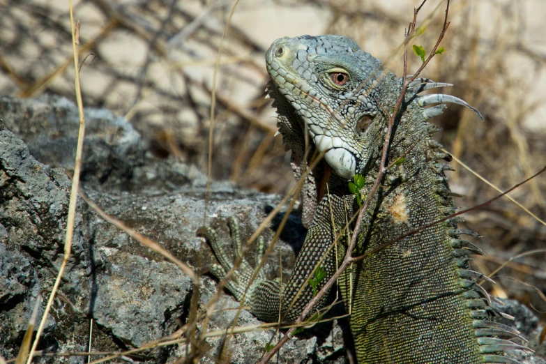 a large lizard sitting on top of a pile of rocks, by Carey Morris, pexels contest winner, renaissance, iguana, green skin with scales, grey, travel