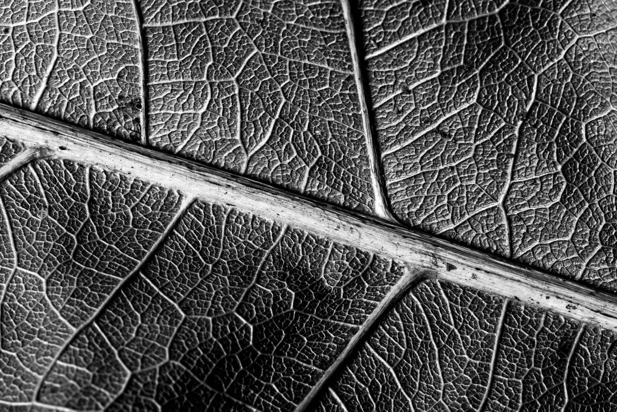 a black and white photo of a leaf, a macro photograph, by Andor Basch, meat veins, shot on iphone 1 3 pro max, natural materials :: high detail, 35mm macro