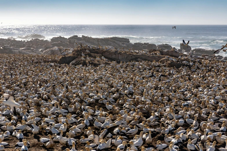 a large flock of birds sitting on top of a rocky beach, by Meredith Dillman, pexels contest winner, white and gold robes, california coast, south african coast, panels