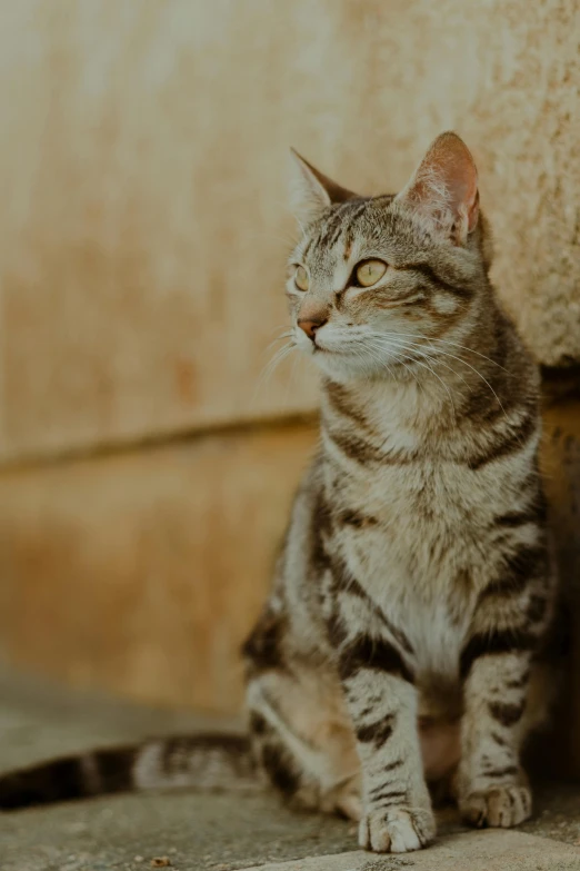 a cat sitting on the ground next to a wall, by Niko Henrichon, trending on unsplash, renaissance, closeup of an adorable, a tall, thinking, small ears