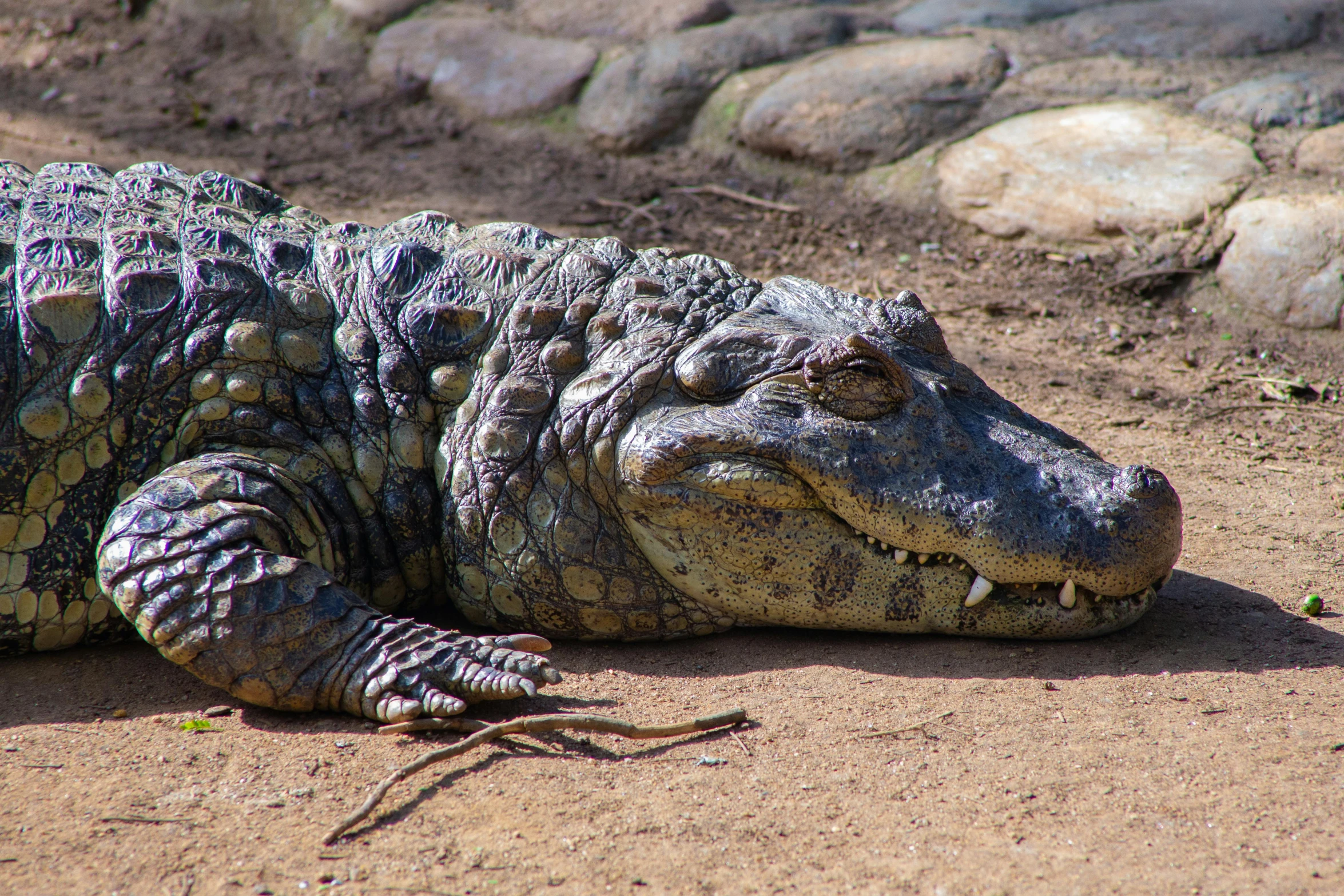 a large alligator laying on top of a dirt field, pexels contest winner, hurufiyya, pallid skin, mid 2 0's female, decorative, wrinkled