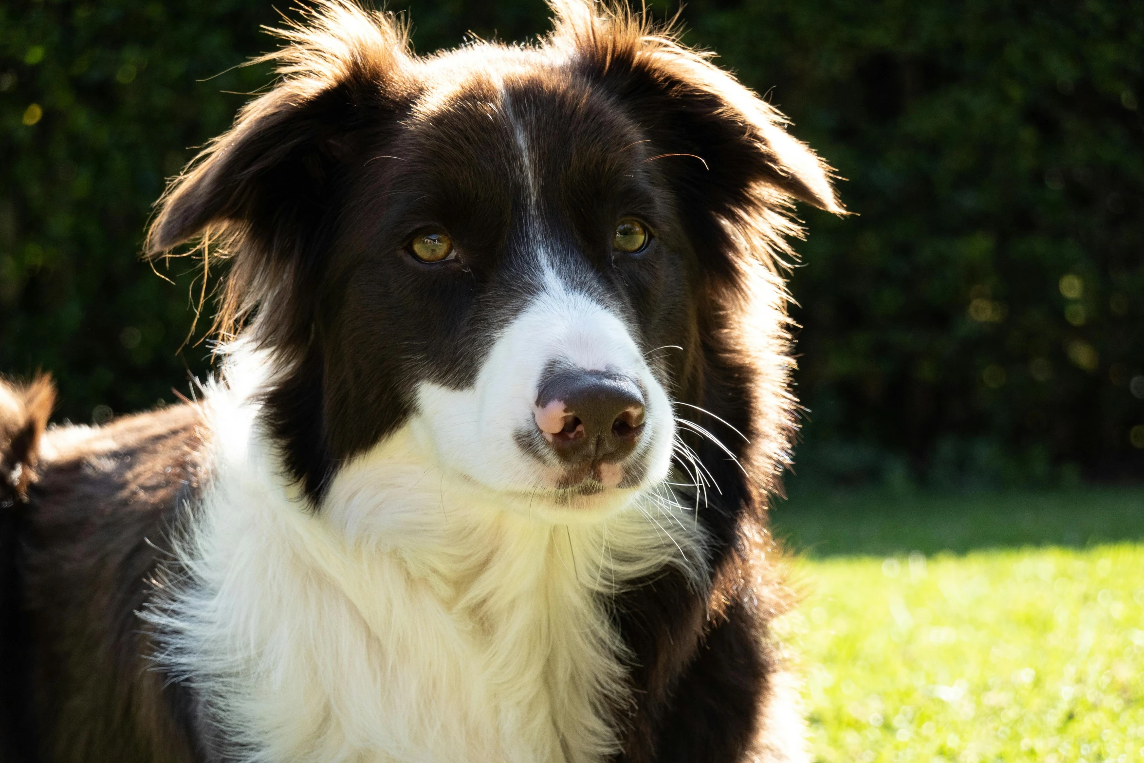 a black and white dog looks at the camera