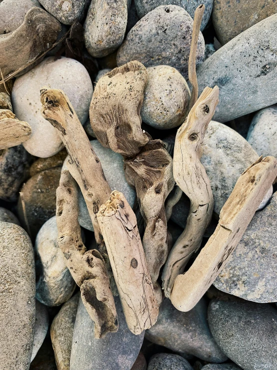 a pile of rocks and driftwood sitting on top of each other, grasping pseudopods, 15081959 21121991 01012000 4k, medium closeup, amanda clarke