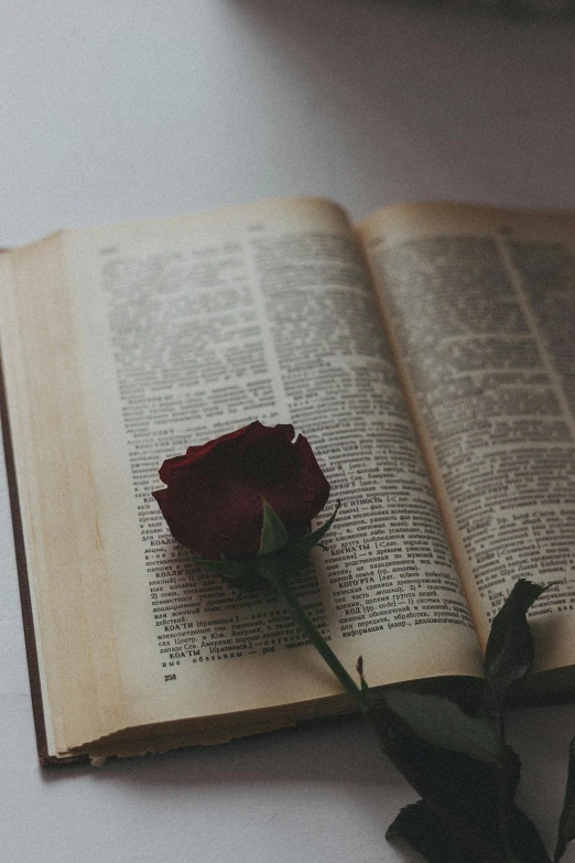 a close up s of a single flower on an open book