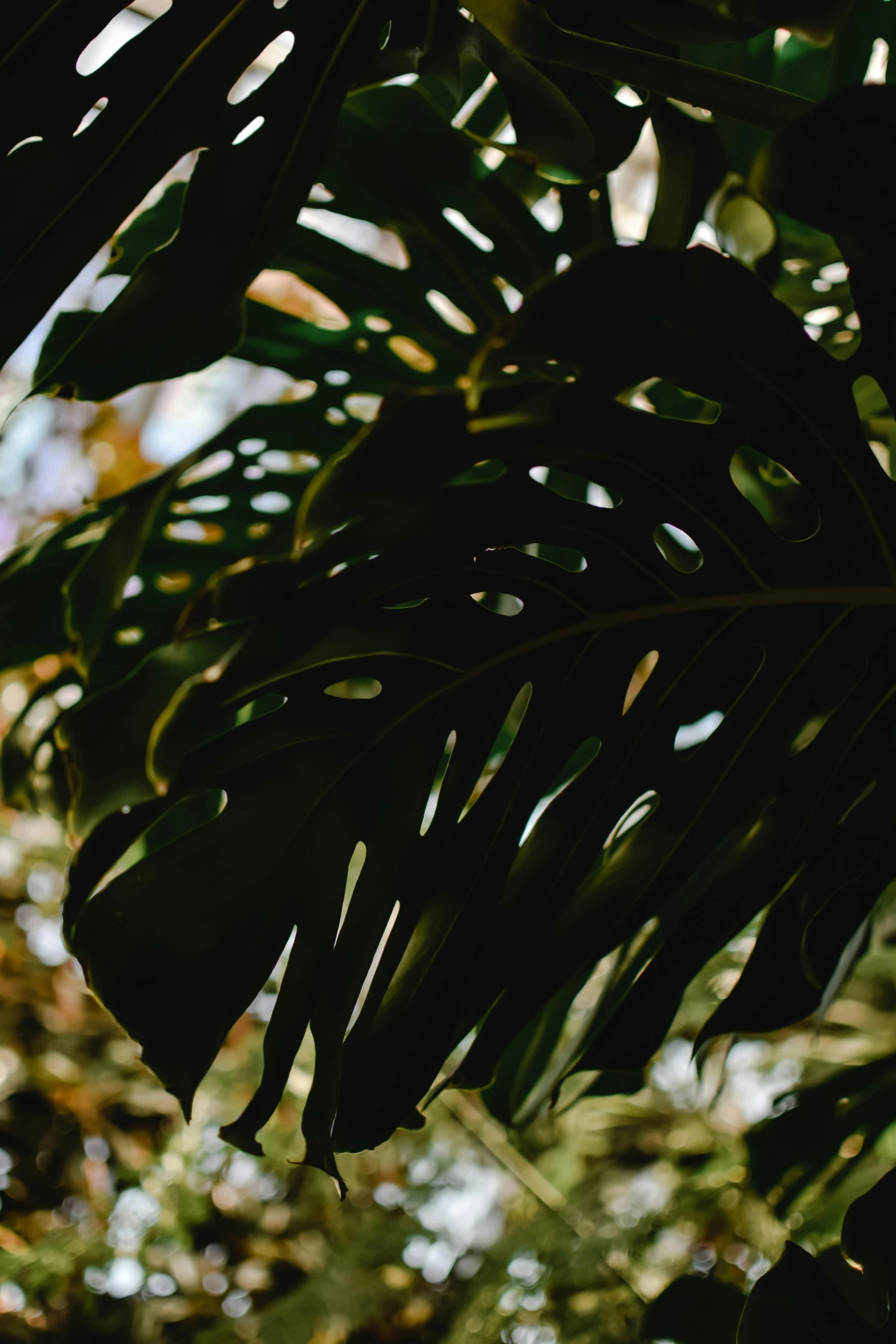 a bird sitting on top of a tree branch, a picture, inspired by Elsa Bleda, unsplash, monstera deliciosa, obscured underexposed view, walking through a lush jungle, 35mm —w 1920 —h 1080