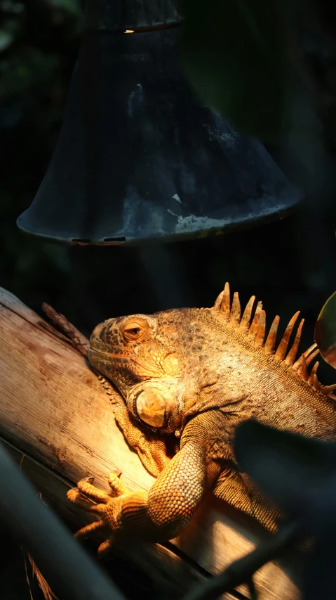 a lizard sitting on top of a tree branch, by Jan Tengnagel, pexels contest winner, sumatraism, emerging from a lamp, biodome, tail fin, by greg rutkowski
