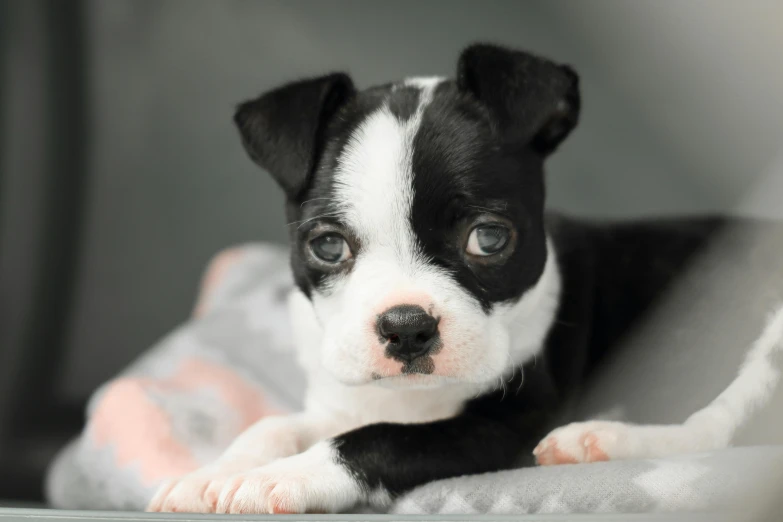 a small black and white dog laying on a blanket, a pastel, trending on unsplash, very small eyes, puppies, extremely polished, shot with sony alpha