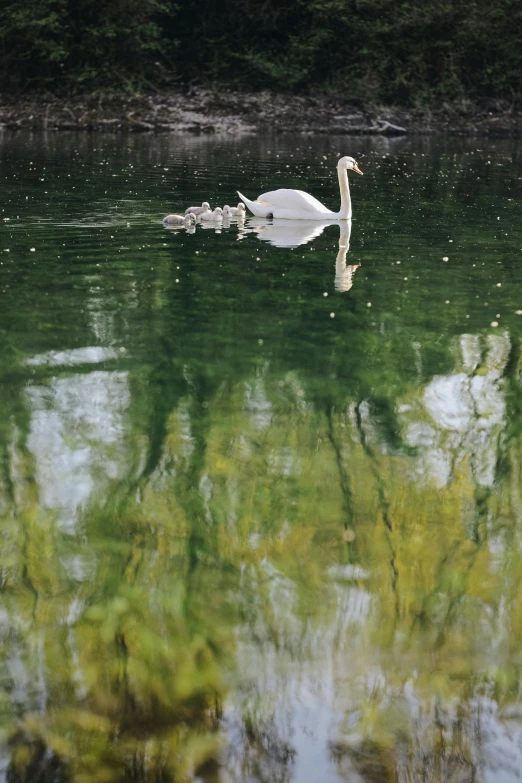 a family of swans swimming on top of a lake, by Shen Quan, mirror lake, alessio albi, beijing, iridescence reflecting