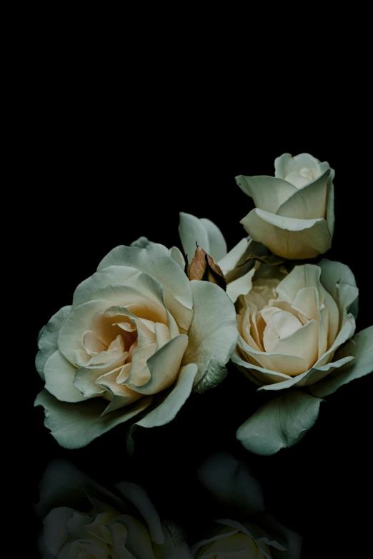 three roses in front of a reflective surface