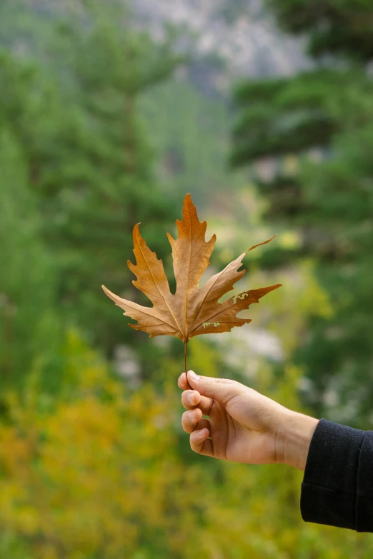 a person holding a leaf in their hand, in a scenic background, superior, on display, profile image