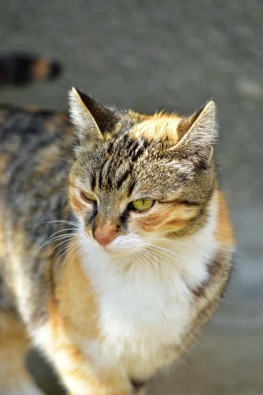 a close up of a cat near a fire hydrant, she has a distant expression, in the sun, multicoloured, attractive photo