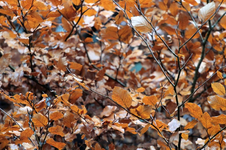 a bunch of brown and white leaves on a tree, pexels, tonalism, nothofagus, orange and blue tones, 3 4 5 3 1, brown and gold