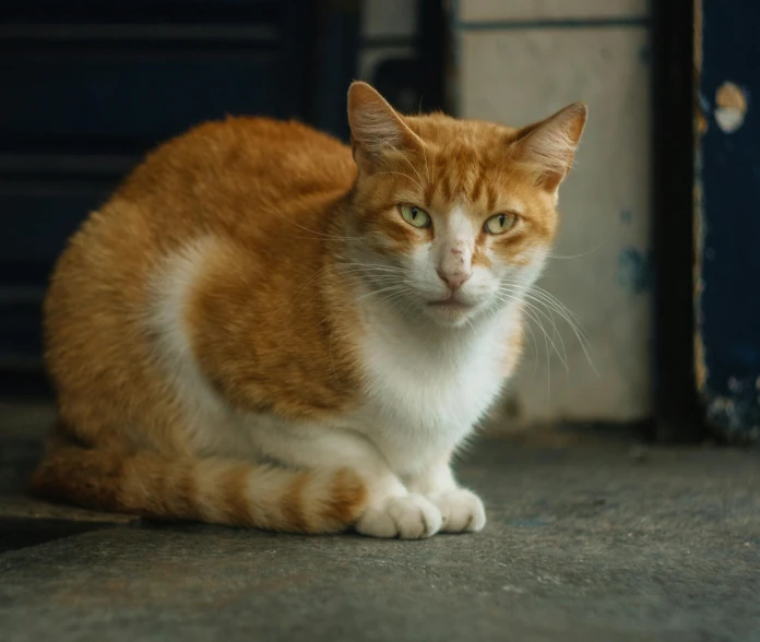 an orange and white cat sitting on the ground, pexels contest winner, old male, shot on 1 5 0 mm, mixed animal, gif