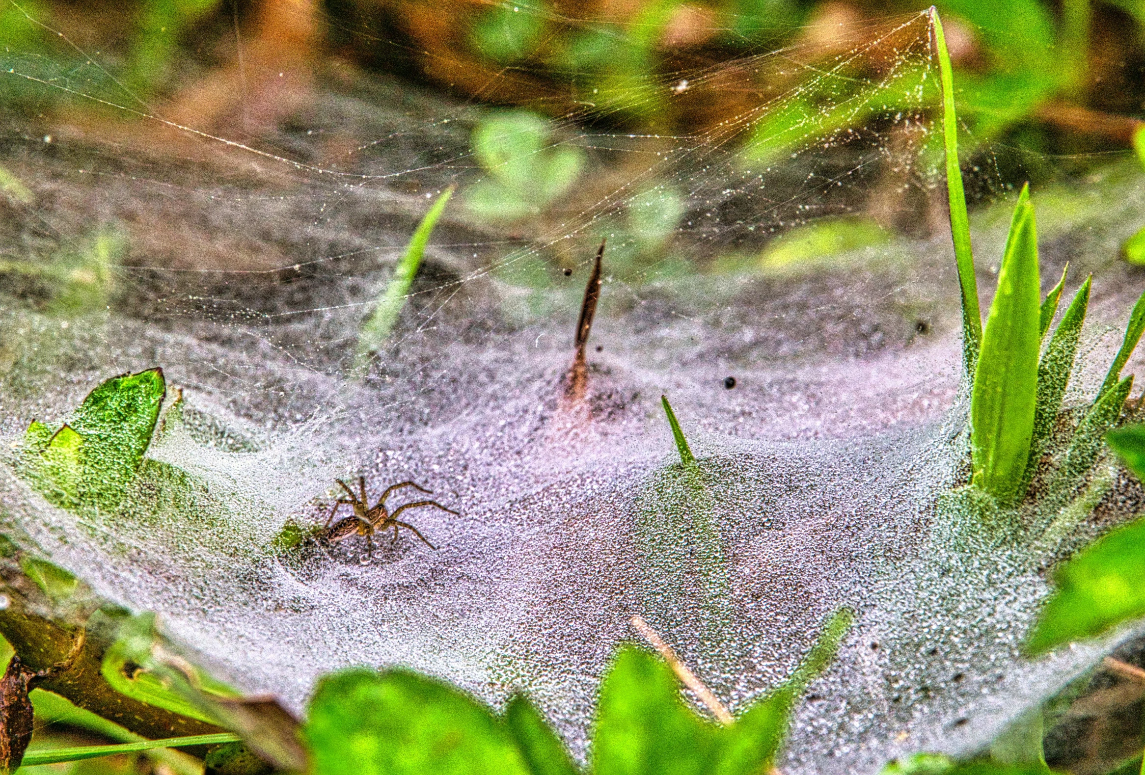 a spider sitting on top of a spider web, by Tom Carapic, pixabay contest winner, net art, shrimps are all over the ground, covered with cobwebs and dust, adult pair of twins, gardening