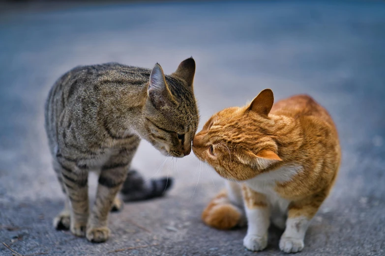 a couple of cats standing next to each other, pexels contest winner, kissing, essence, getty images, brown