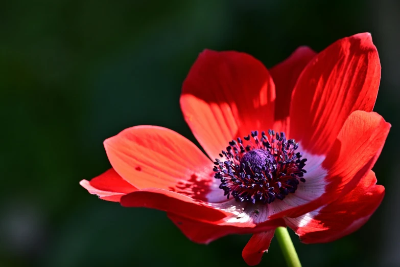 a close up of a red flower on a stem, pexels contest winner, hurufiyya, anemone, medium format, round format, no cropping
