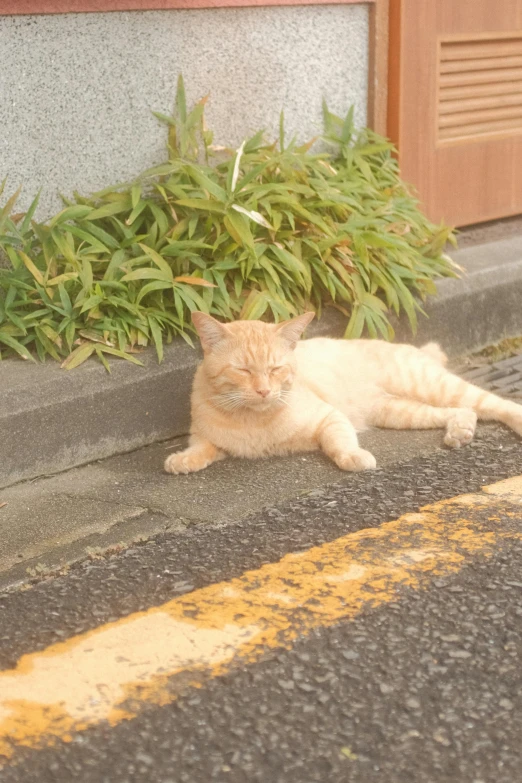 a cat laying on the side of the road, by Miyamoto, very comfy], orange, super cute and friendly, old male