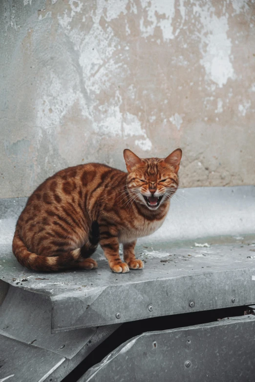 a cat sitting on top of a trash can, pexels contest winner, renaissance, showing teeth, tiger stripes, malaysian, madagascar