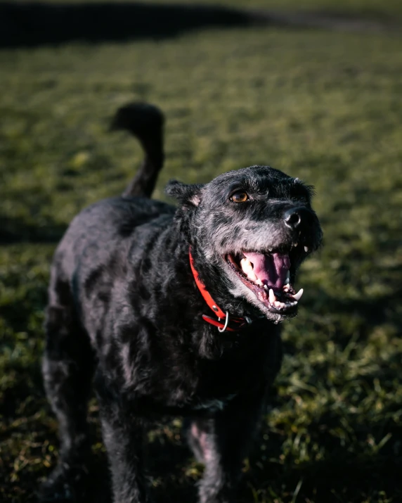 a black dog standing on top of a lush green field, smiling laughing, tar pits, profile image