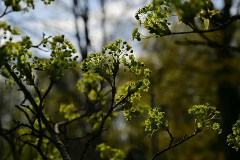 a close up of a tree with green leaves, inspired by Jane Nasmyth, unsplash, hurufiyya, spring flowers, maple syrup highlights, sparse trees, evening sun