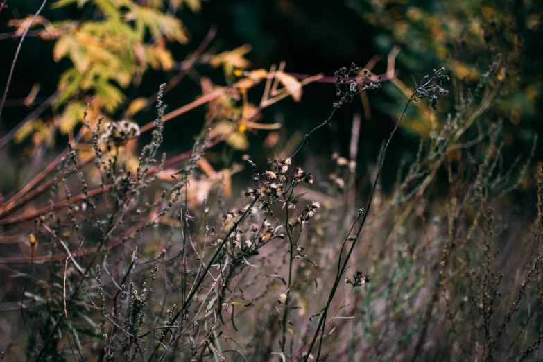 a fire hydrant sitting in the middle of a field, inspired by Elsa Bleda, unsplash, hyperdetailed twigs and plants, autumn light, wild flowers, some zoomed in shots