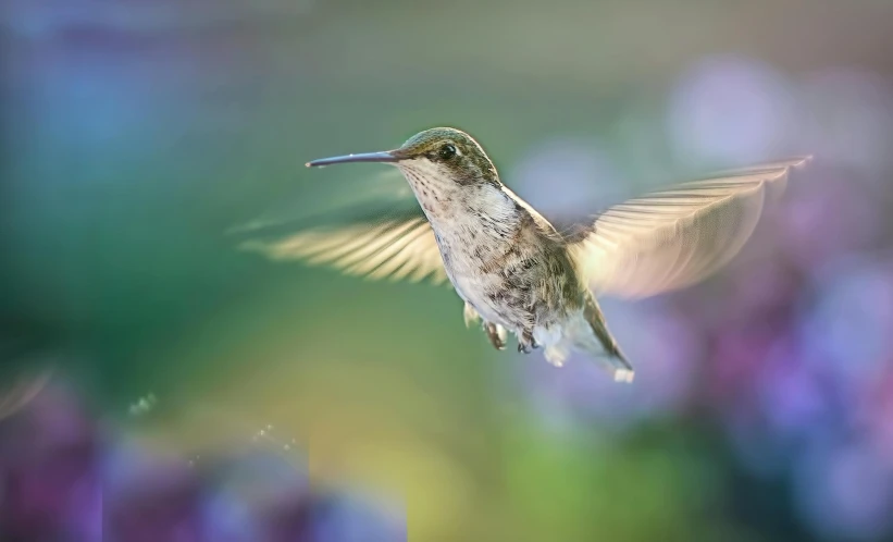 a bird that is flying in the air, by Brian Thomas, pexels contest winner, arabesque, hologram hovering around her, bee hummingbird, tufty whiskers, high detail 4 k