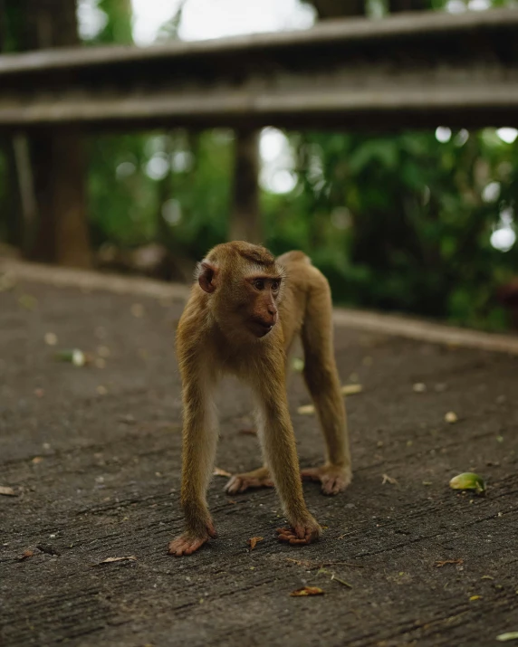 a monkey standing on the side of a road, pexels contest winner, sumatraism, gif, on the concrete ground, on stilts, museum quality photo