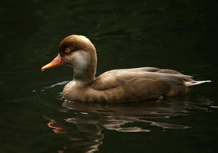 a duck floating on top of a body of water, on a dark background, rounded beak, shot with sony alpha, female beauty