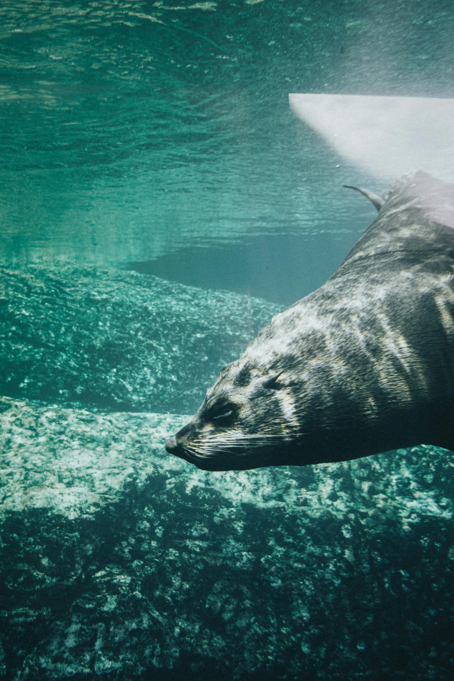 a seal swimming under the surface of the water, unsplash contest winner, romanticism, patagonian, 2019 trending photo, in 4k, profile shot