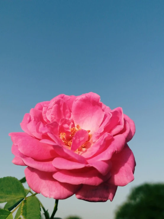 a large rose is blooming with the blue sky in the background