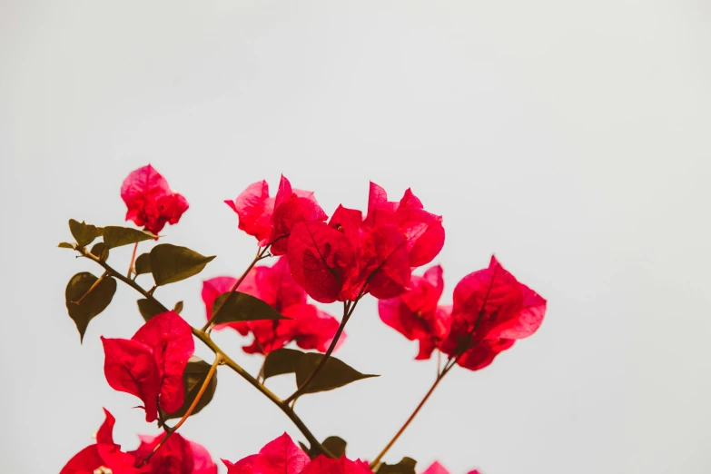 a vase filled with red flowers sitting on top of a table, by Carey Morris, trending on unsplash, minimalism, bougainvillea, seen from below, pink, zoomed in