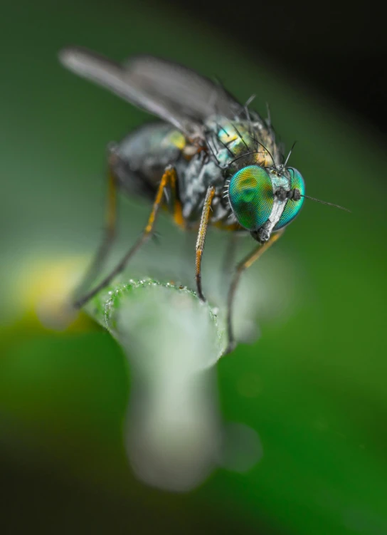 a close up of a fly on the green stem