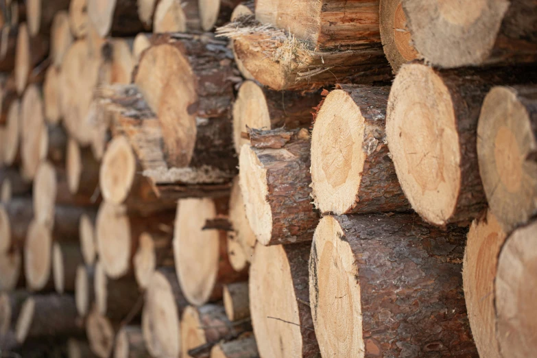 a pile of logs stacked on top of each other, a picture, by Helen Stevenson, unsplash, renaissance, profile image, close up image, thumbnail, paul davey