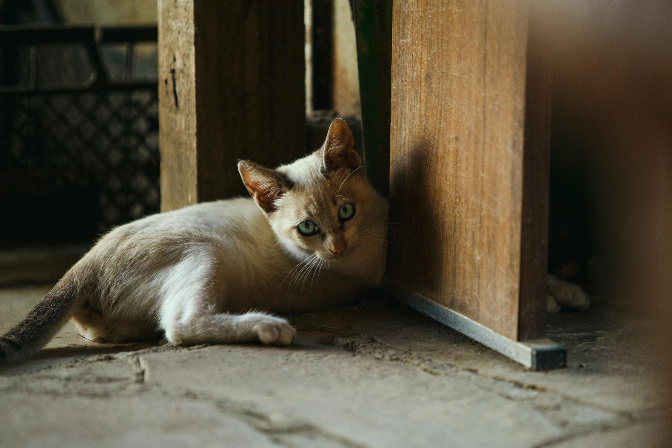 a cat that is laying down on the ground, by Julia Pishtar, pexels contest winner, renaissance, leaning on door, pale pointed ears, heterochromia, slightly tanned