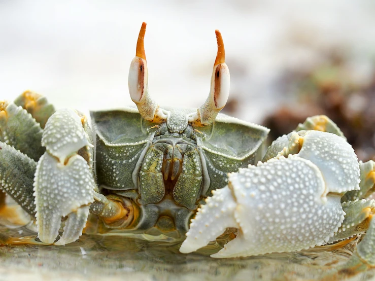 a close up of a crab on a beach, by Elizabeth Durack, unsplash, hurufiyya, albino, gold green creature, grey, frontal pose