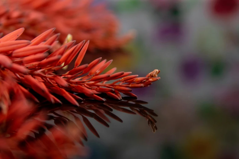 a close up of a bunch of red flowers, a macro photograph, by Gwen Barnard, pexels contest winner, hurufiyya, fire reflection, coral headdress, quixel megascans, smooth color
