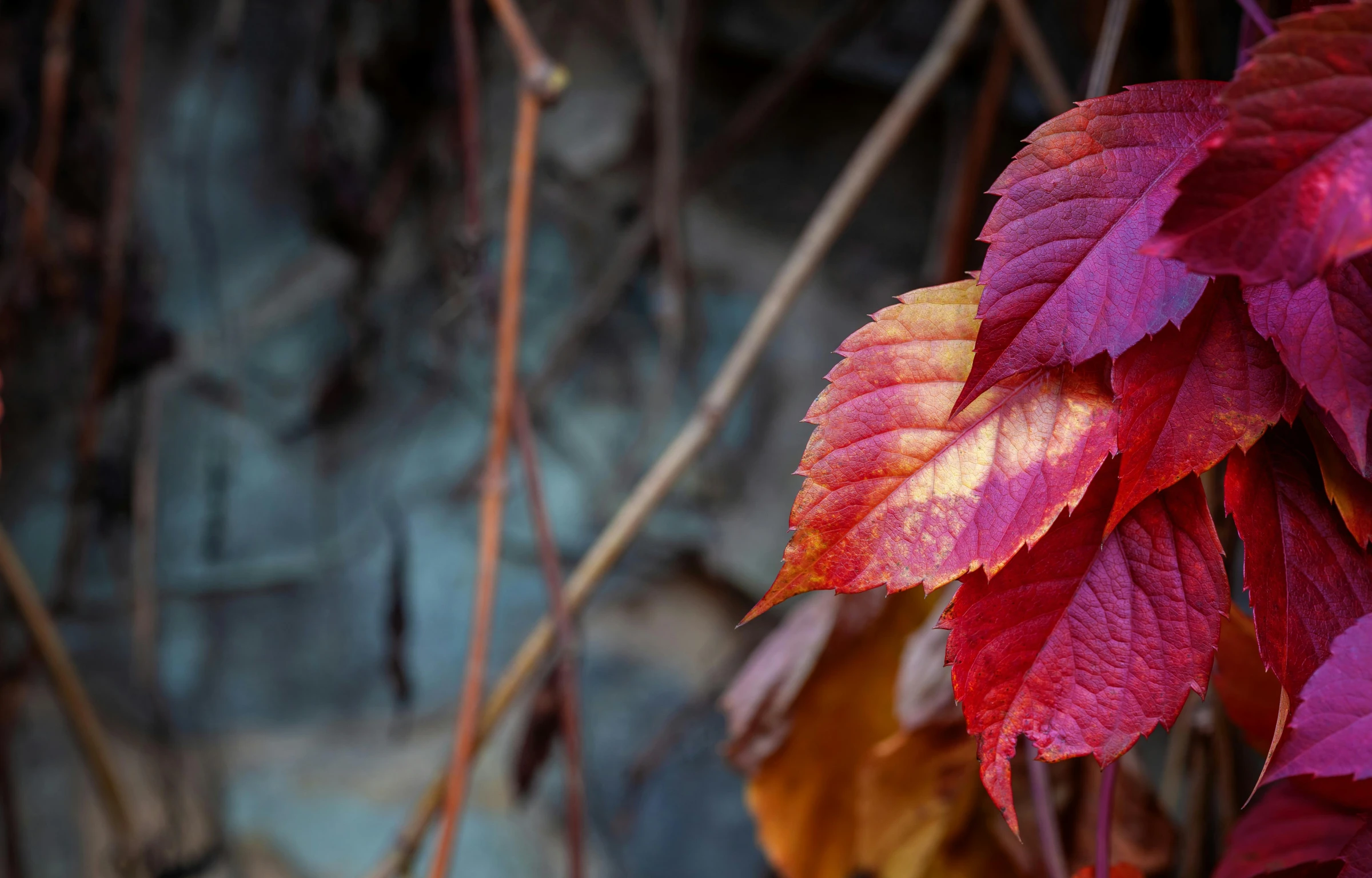 a close up of a bunch of leaves, a picture, unsplash, crimson peek, paul barson, colorful vines, slide show