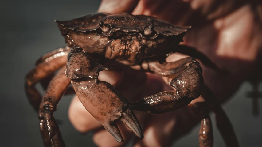 a close up of a person holding a crab, by Adam Marczyński, desaturated, brown resin, brown, australian