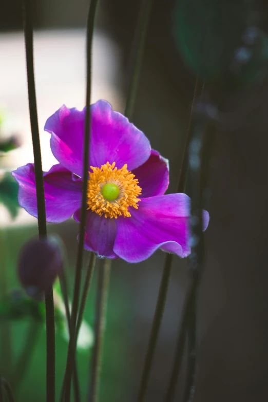 a purple flower sitting on top of a lush green field, unsplash, arts and crafts movement, anemone, paul barson, pink yellow flowers, medium format