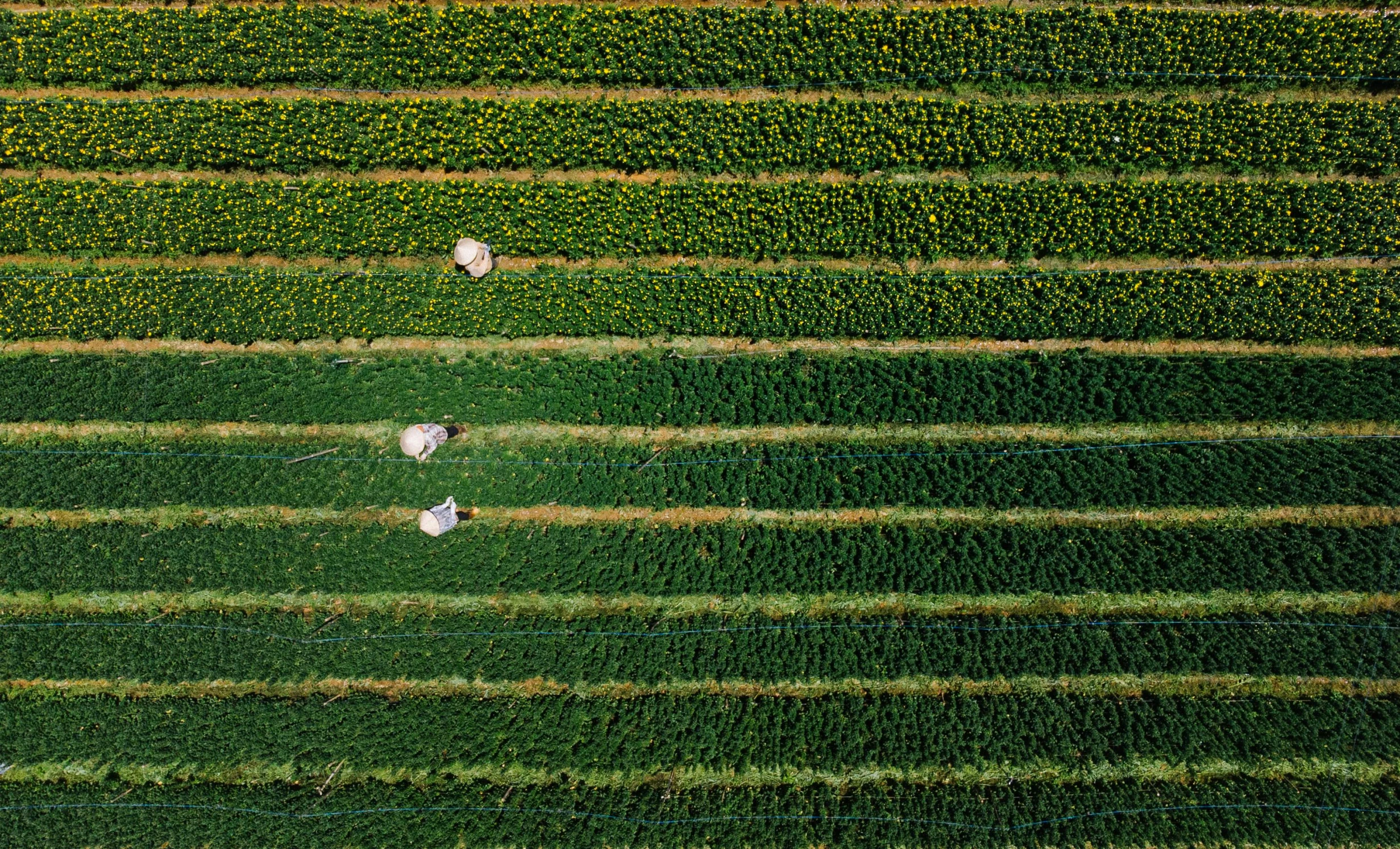 a couple of sheep standing on top of a lush green field, by Dietmar Damerau, unsplash contest winner, color field, rows of lush crops, people at work, square lines, usa-sep 20