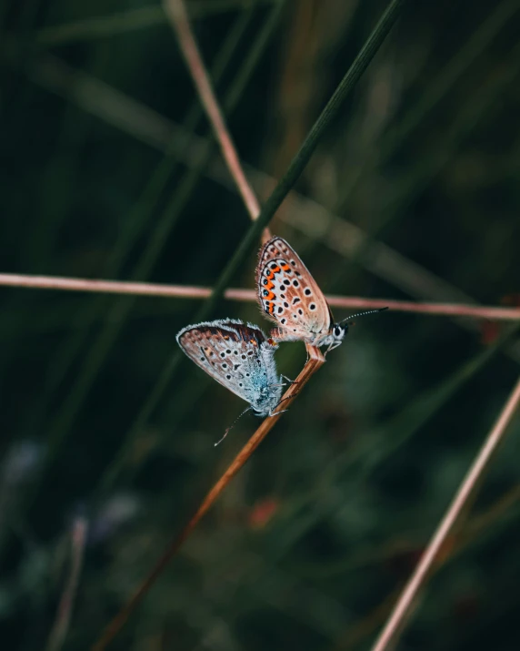 a couple of butterflies sitting on top of a grass covered field, by Matija Jama, pexels contest winner, silver and blue colors, small freckles, low-key, instagram photo