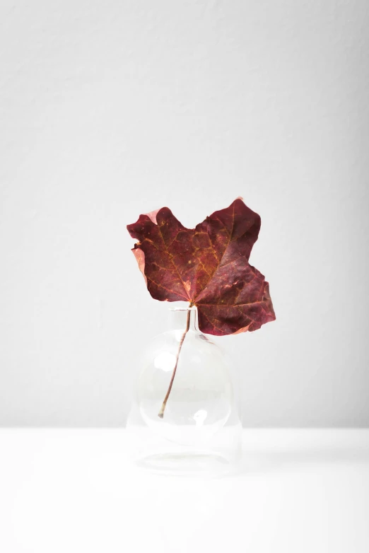 a red leaf in a clear vase on a table, unsplash, minimalism, ivy vine leaf and flower top, ignant, on white, eora