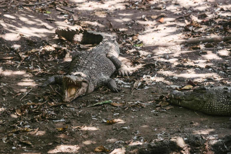 two alligators that are laying down in the dirt, pexels contest winner, hurufiyya, in a jungle environment, 🦩🪐🐞👩🏻🦳, gray, australian