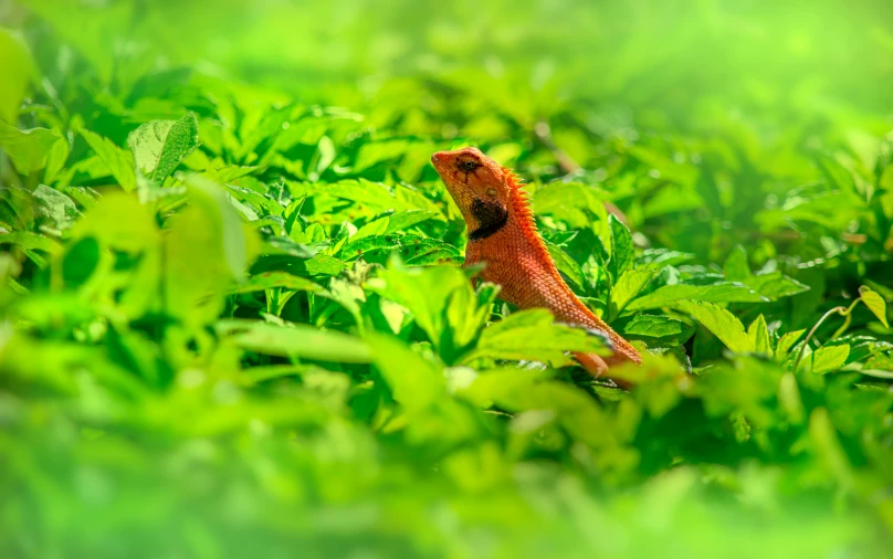 a lizard sitting on top of a lush green field, pexels contest winner, sumatraism, red colored, amongst foliage, digital image, full frame image