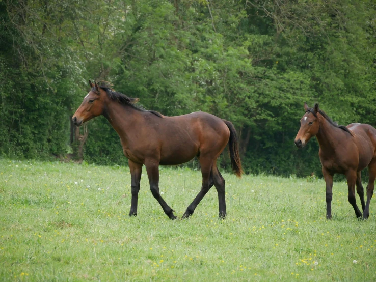 three brown horses in a grassy area surrounded by trees